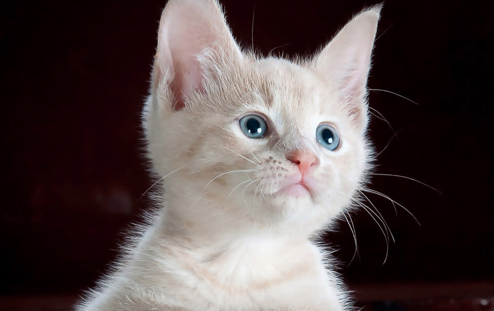 Cute Kitten Animal