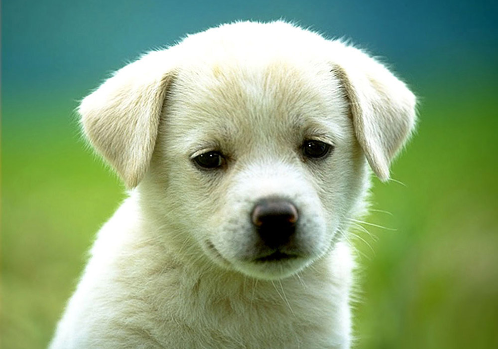 Cute Puppy Dog